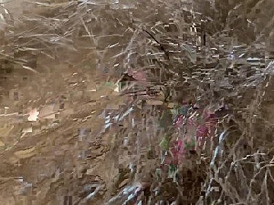 Gros plan extrême Gros clito Vagin Trou du cul Bouche Géante Fétiche Vidéo Corps poilu