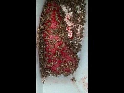 Cricket tub 7-31-19 last half hour feast