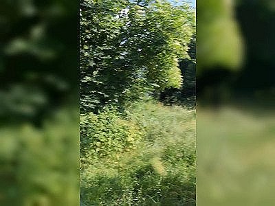 Cat going for a walk